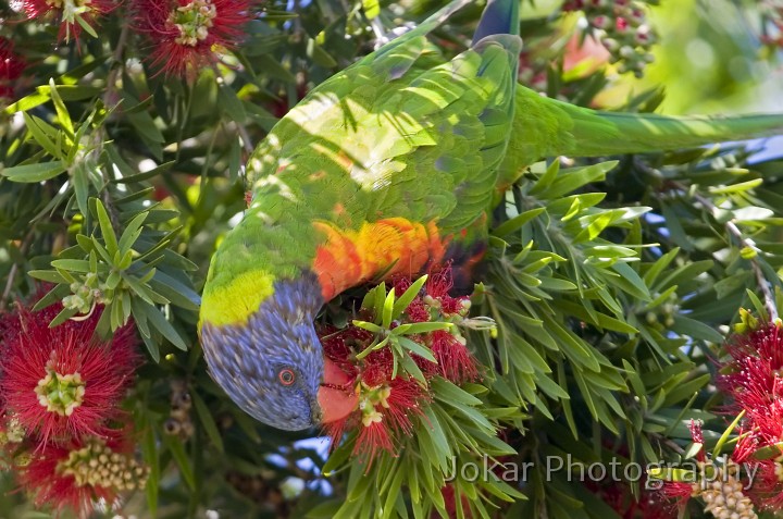 Malua Bay_20061022_073.jpg - Rainbow Lorikeet, Moruya